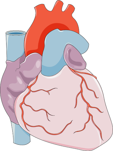 Biology Revision and Notes Substance Exchange Human Heart StudySmarter