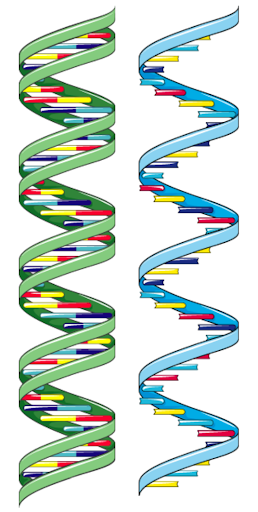 Biology Revision and Notes Genetic Information DNA and RNA StudySmarter